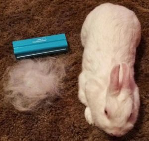 Rabbits Need Regular Brushing