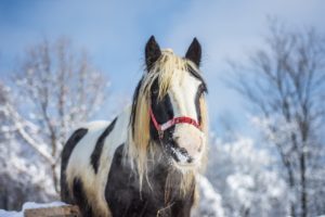 Protect Your Horse During Winter