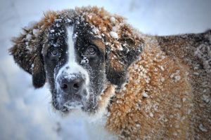 Protect Your Dog During Winter
