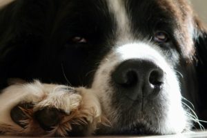 Protect Dogs Paws and Noses this Winter