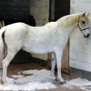 Brush Your Horse With EquiGroomer
