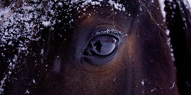 Horses need shelter and dry blankets during winter