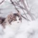Keep Your Feline Safe in Winter