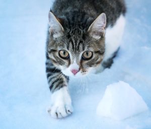 Protect Your Cat in Winter