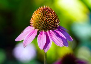 Echinacea Heals and Soothes Dry Winter Skin