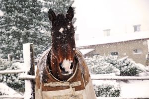 Blankets Help Protect the Horse's Skin in Winter