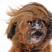 Winter Grooming Tips after a Walk with your dog