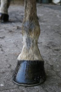 For Strong Hooves, Support the Keratin Layer