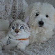 Dry Winter Air Causes Dry Winter Skin for Pets