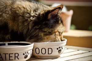 Feed a high quality diet for your cat's best health
