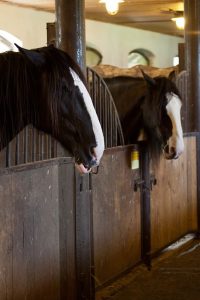 Your Barn Can Affect Your Horse's Spring Shedding!