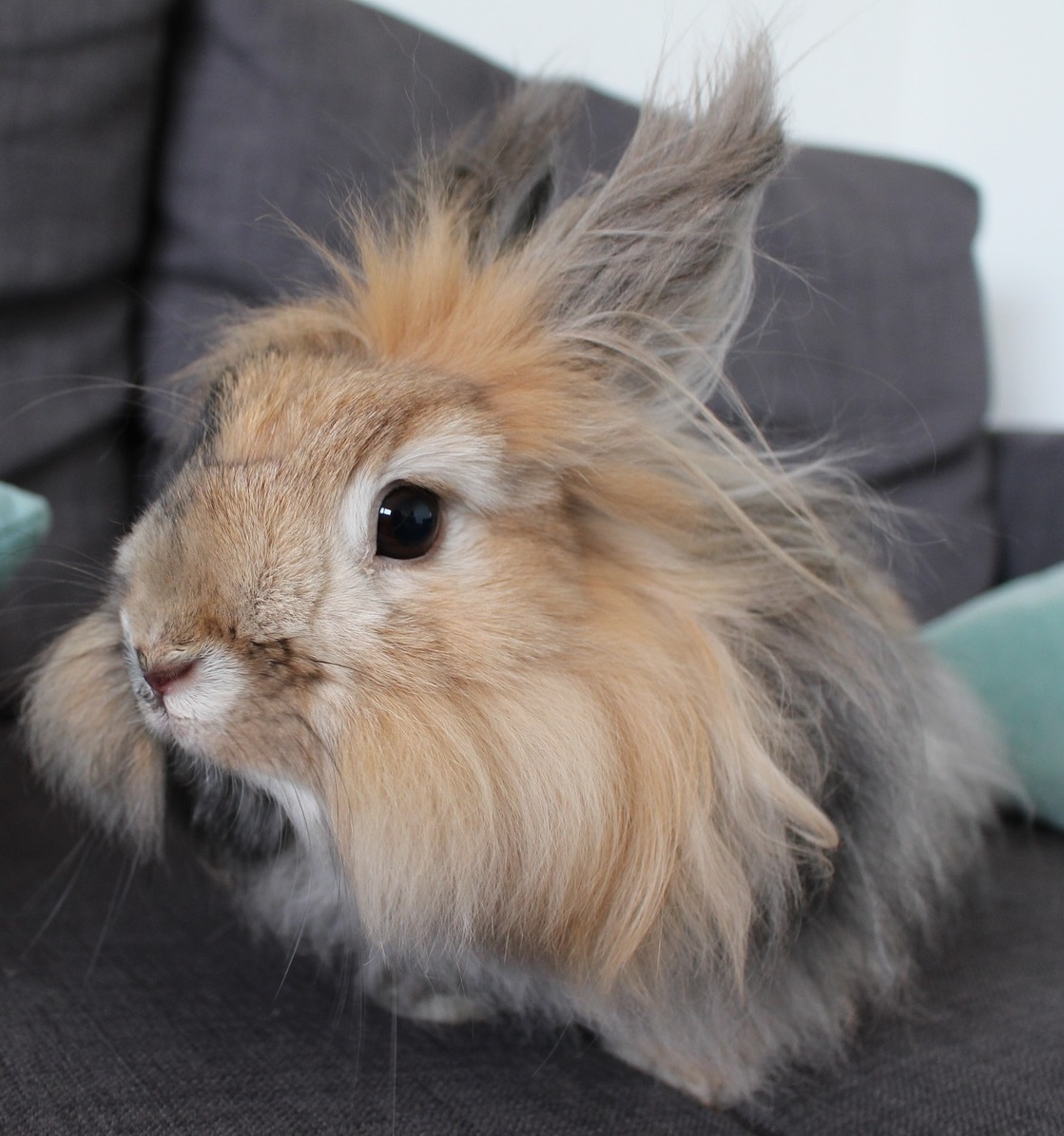 9 Tips to Protect Your Rabbit From the Heaet EquiGroomer