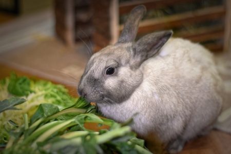 9 Tips to Protect Your Rabbit From the Heaet| EquiGroomer