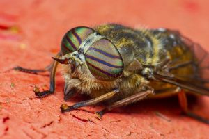 Horse Fly with green eyes on an orange background