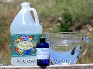 Get Rid of Biting Summer Flies with Vinegar and other natural ingredients