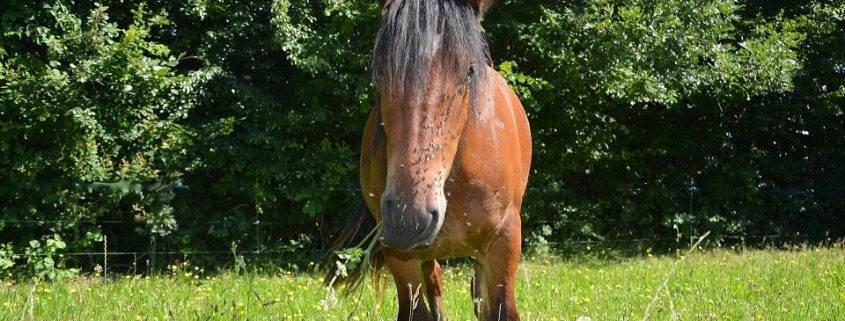 Horse in pasture with face covered in flies