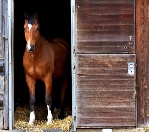 Horse Standing in Open Barn Door