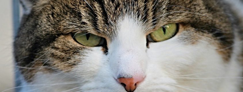 Cat with Narrowed Eyes