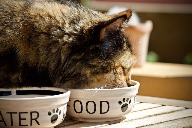 Adopting a Cat means providing the best feline nutrition