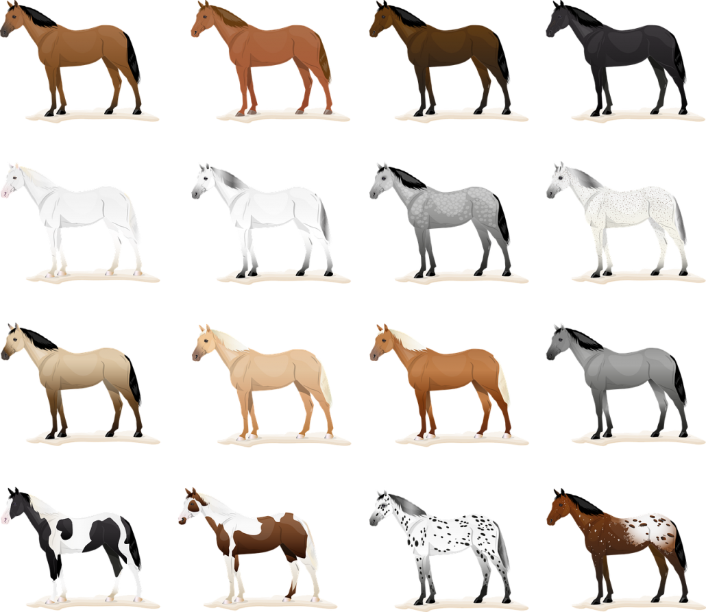 Common Horse Coat Colors