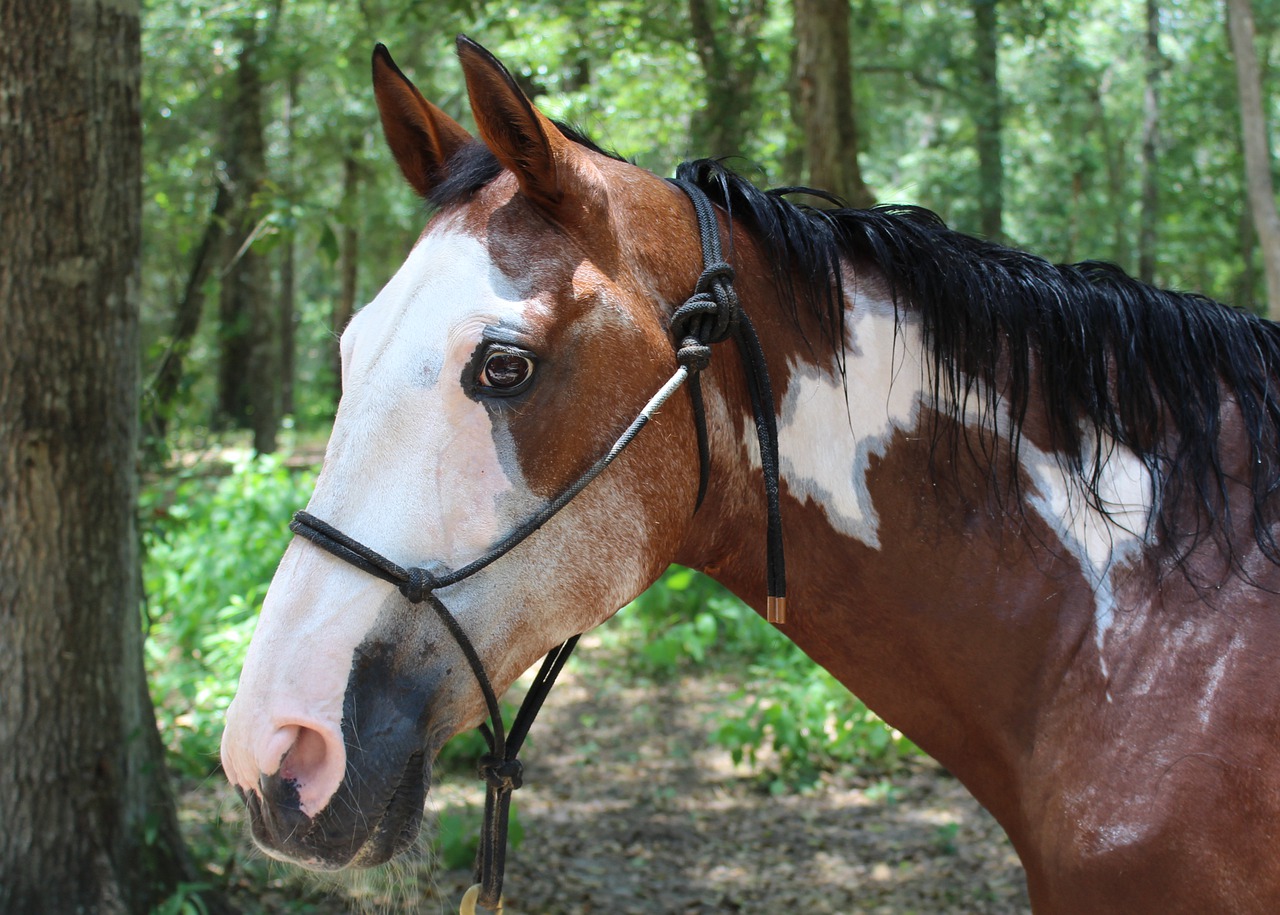 Horse Coat Colors are more than black, brown and white! - EquiGroomer