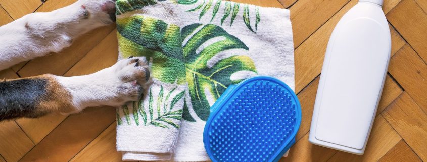 Shampoo, Towel and Dog on Floor