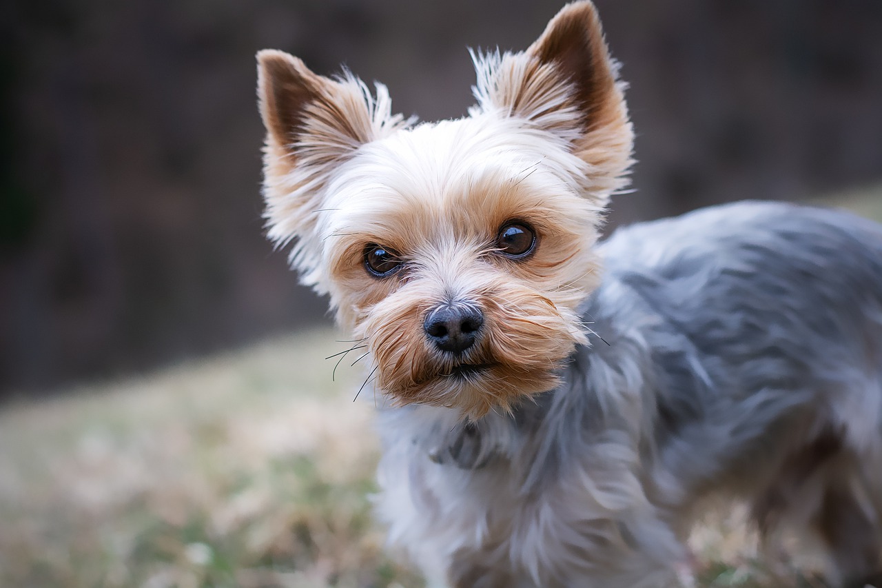 How Much Do Yorkshire Terriers Shed?  