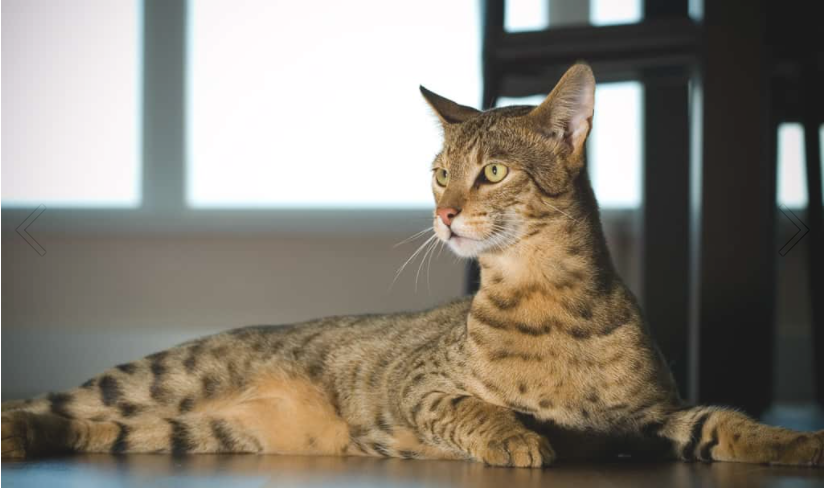 The Ashera cat is among the top 5 rare cat breeds. 