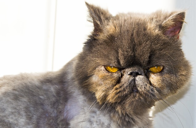 Persian cats are also expensive and among rare cat breeds. 