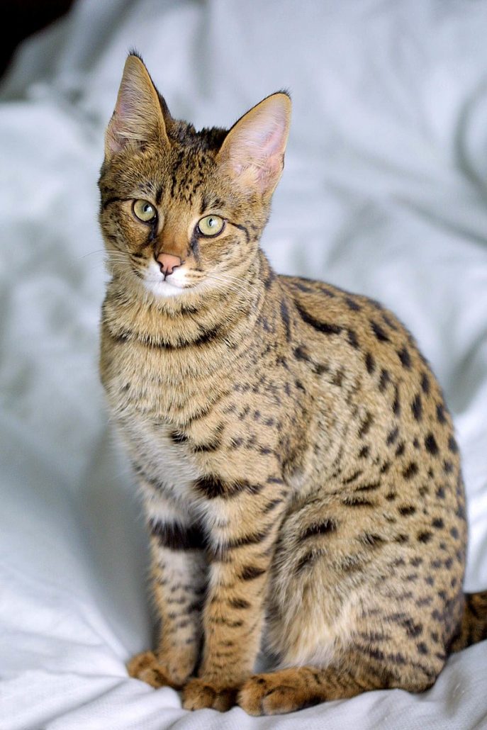 The Savannah counts among the world's rare cat breeds. 