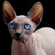 Sphynx Cat with Blue Eyes