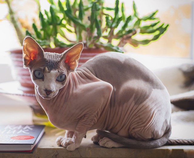 The hairless Sphynx is also among the five rare cat breeds. 