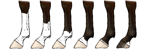 Markings on horse's legs
