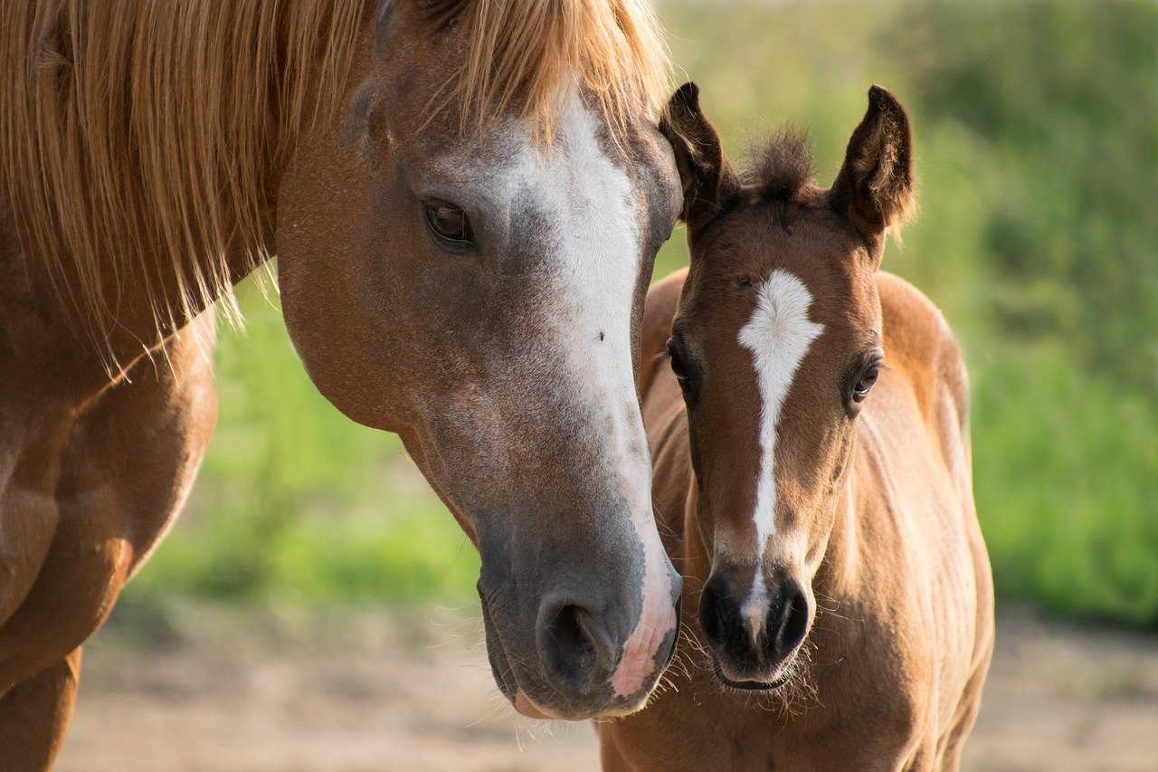 Horse Markings are Determined by Genes