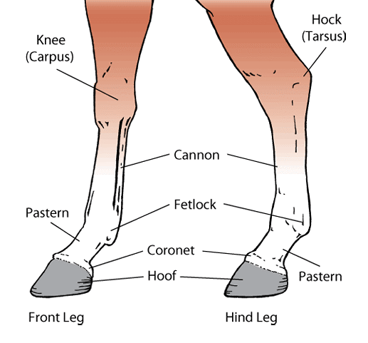 Markings on Equine Legs