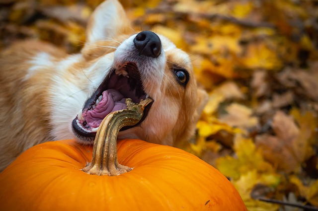 Corgi Dog Chewing on a Pumpkin Stem