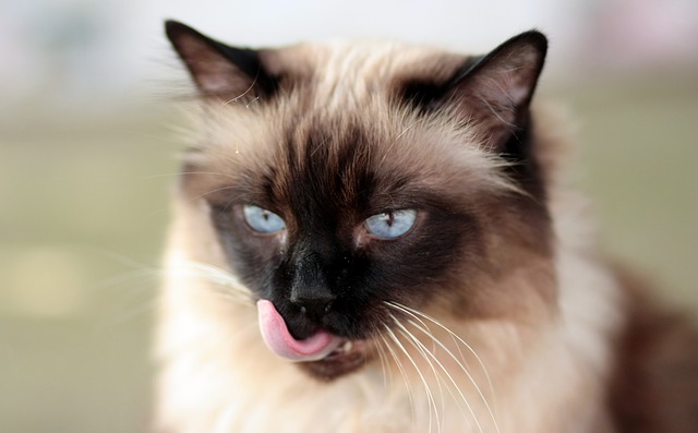 Siamese Cats are Prone to Excessive Grooming Trait