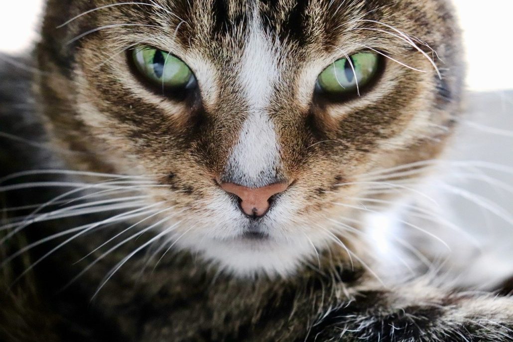 Breaking Research: Thousands of Cats …  7 Common Cat Traits: Part Two!