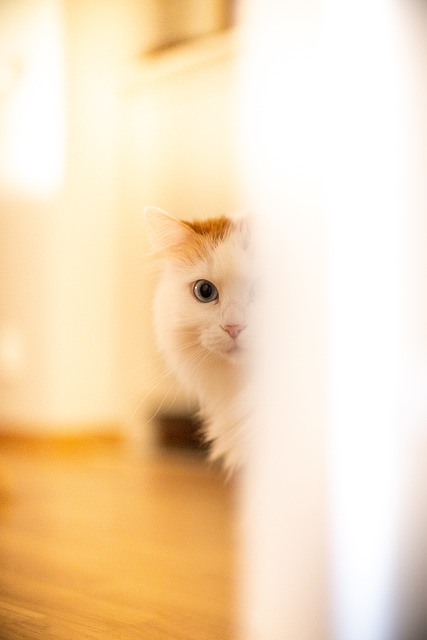 White and Yellow Cat (Turkish Van) Peeking Around Curtain