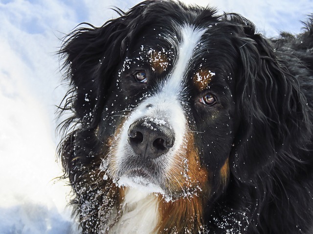 Bernese Mountain Dog with Snow on Face