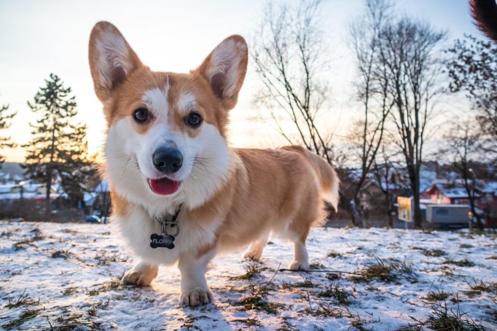 Dogs and Cold: How Cold is Too Cold?