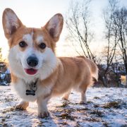 Corgi Standing on Now Looking at Camera