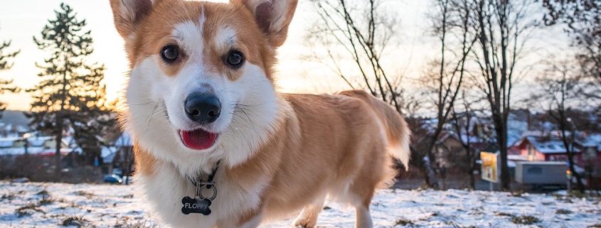 Corgi Standing on Now Looking at Camera