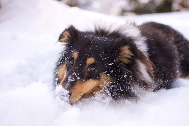 Collie Playing in the Snow