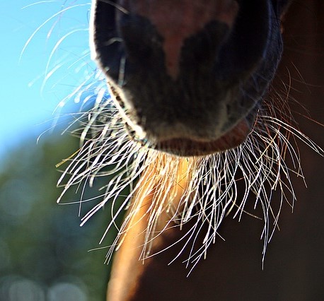 Poor horse nutrition can lead to long cat hairs under the chin