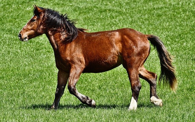 Shiny Brown Horse Running in a Green Spring Pasture