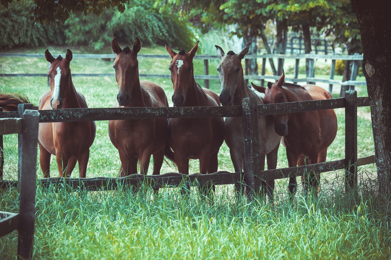 5 Horses Standing in a Spring Pasture