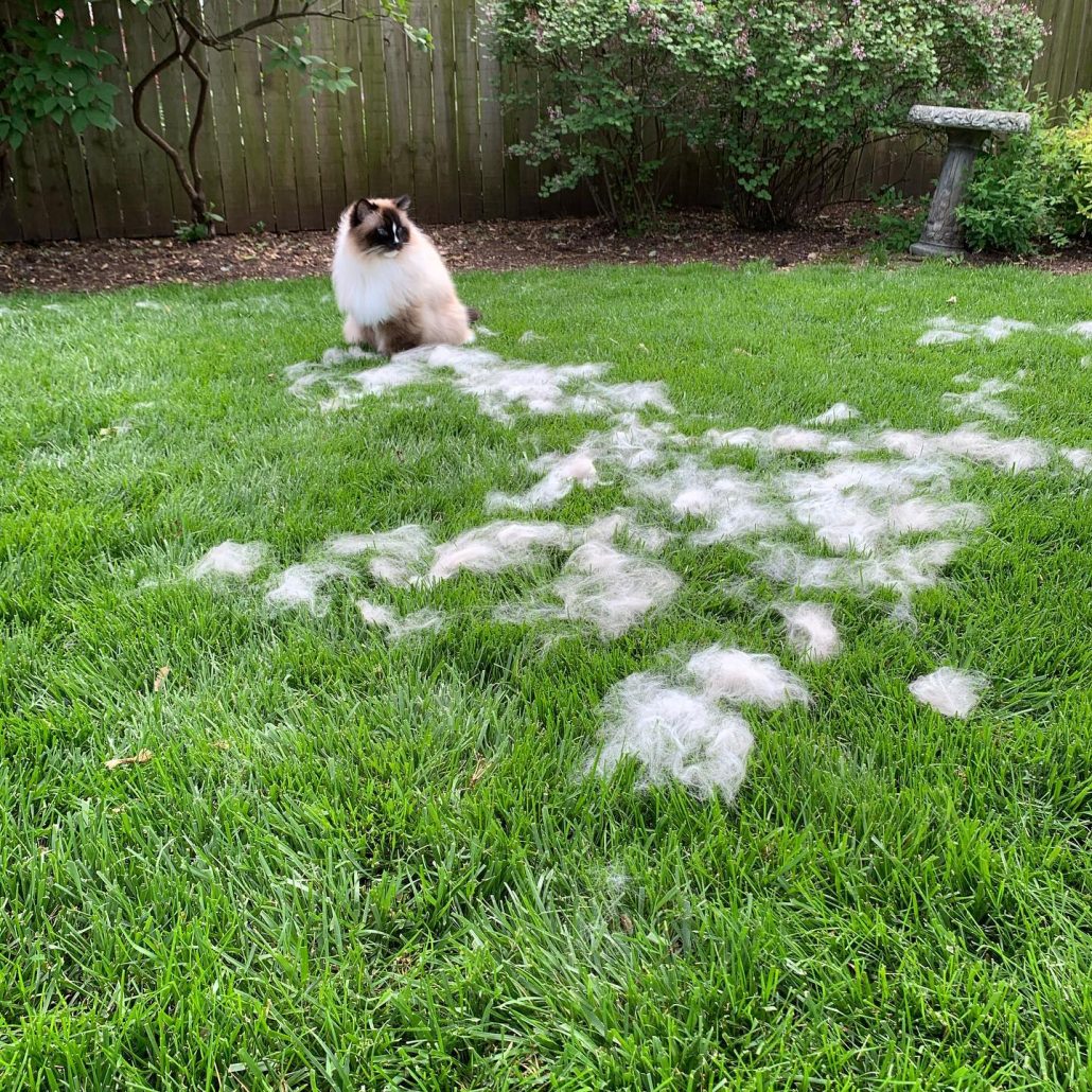 Siamese Cat Shedding on Green Grass