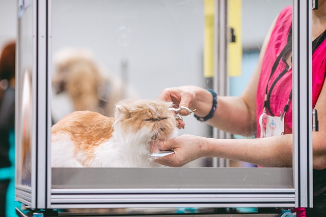 Brown and White Cat Being Groomer