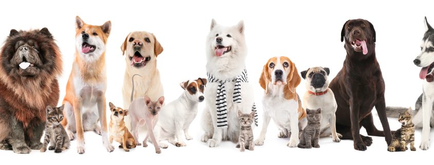 Set of different dogs and cats on white background
